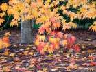Washington State, USA. Autumn colored maple leaves. Art Print
